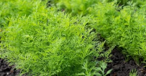 خرید تضمینی سبزی شوید خشک با کیفیت صادراتی